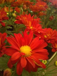 Close-up of red flowers blooming outdoors