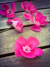 Close-up of pink flowers