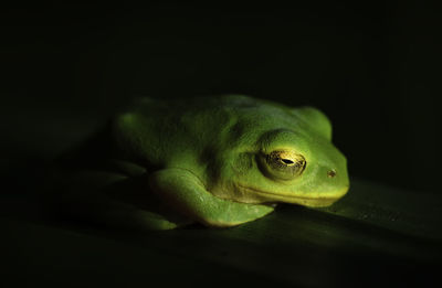 Close-up of green frog over black background