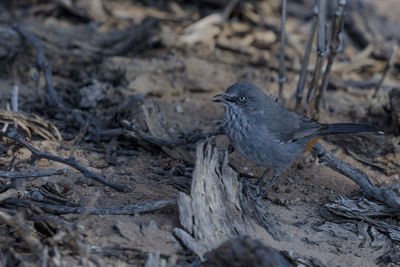 A chesnut-vented tit-babbler in the kgalagadi transfrontier park at the border of namibia