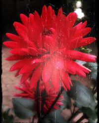 Close-up of red flower