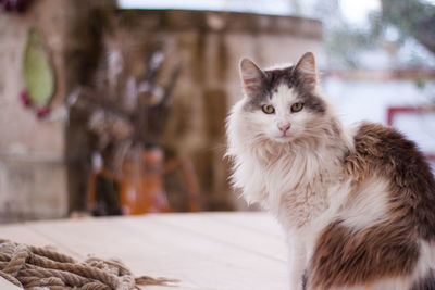 Close-up portrait of a cat