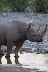 Side view of elephant in water