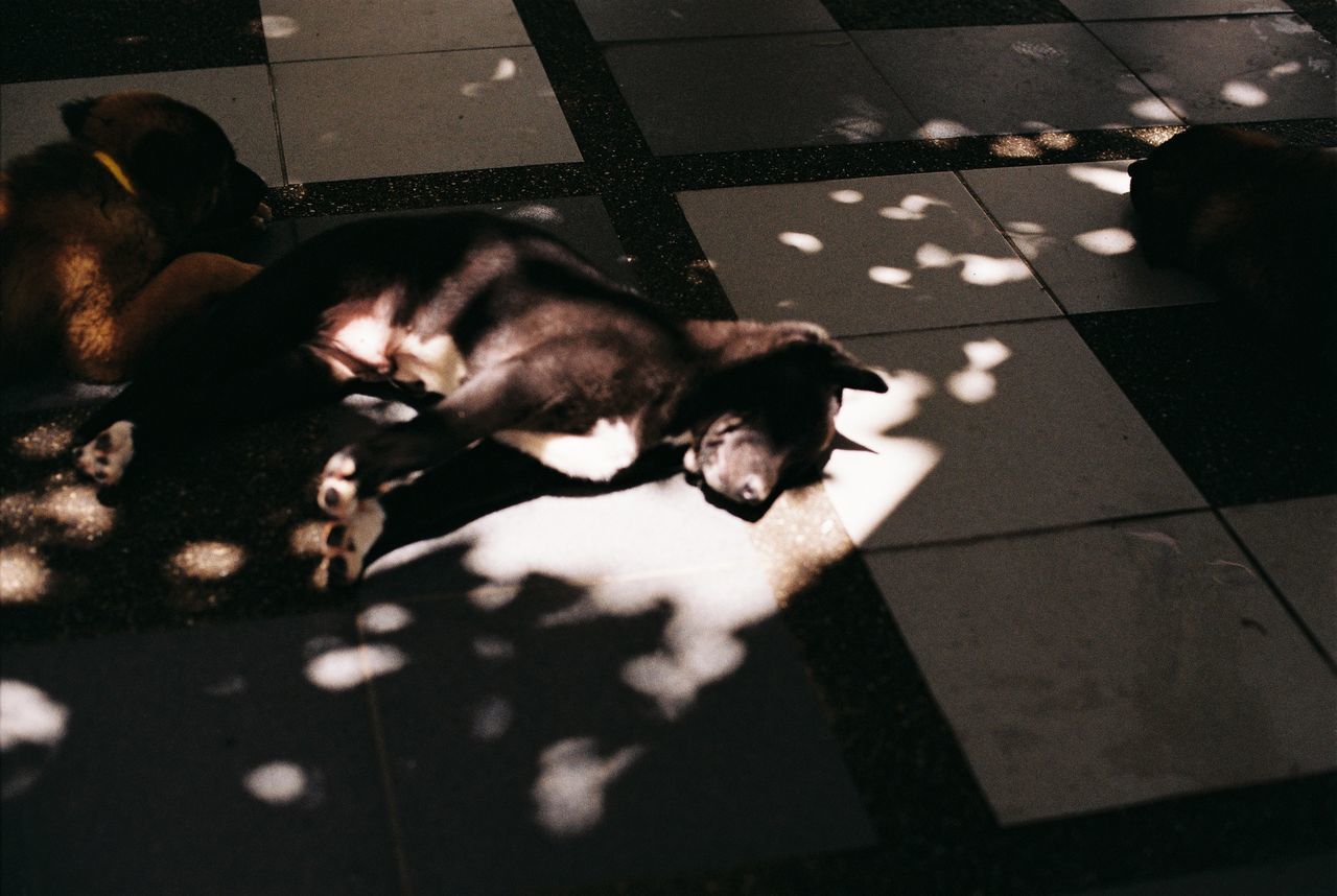 HIGH ANGLE VIEW OF A DOG SLEEPING ON FLOOR