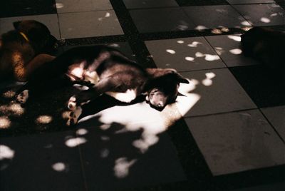 High angle view of dog sleeping on floor