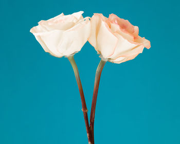 Close-up of rose against blue background