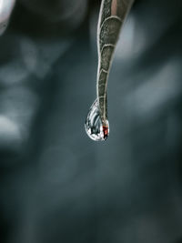 Close-up of a water droplet at the edje of a leaf after the rain