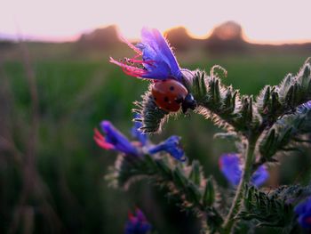 Close-up of bee on flower