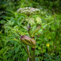Close-up of flowering plant