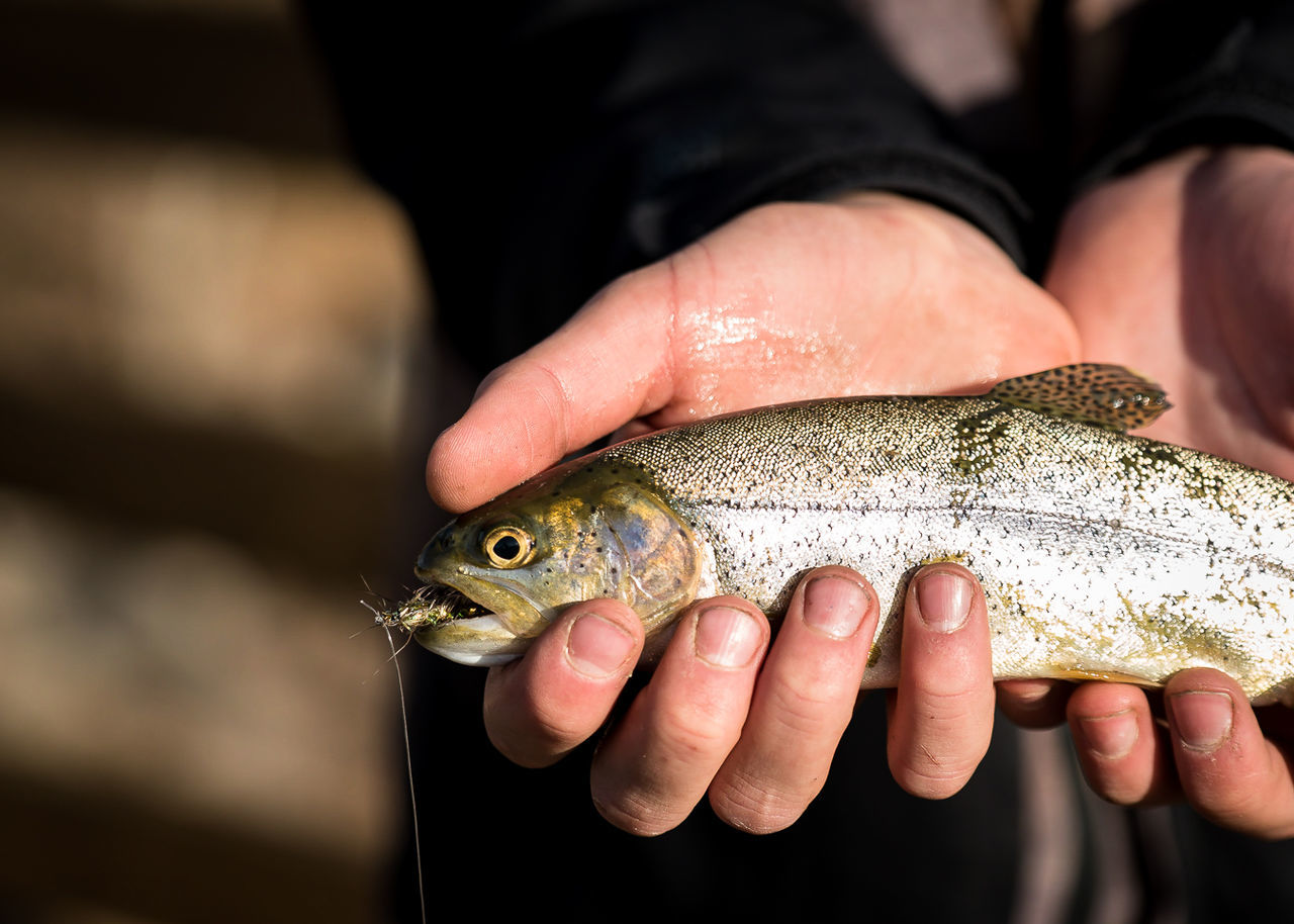 CLOSE-UP OF MAN HAND HOLDING FISH