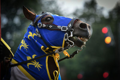 Close-up of a horse