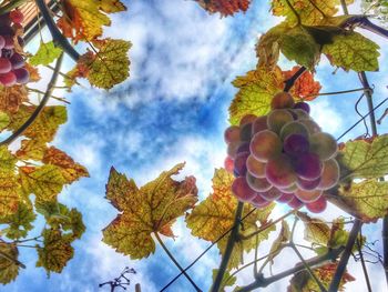 Low angle view of plants against sky