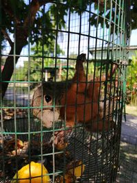 Sheep in cage