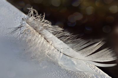 High angle view of feather on retaining wall