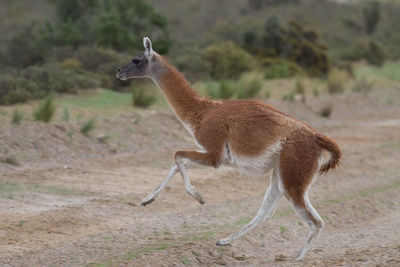 Side view of giraffe on land