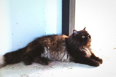 Cat looking away while sitting on floor