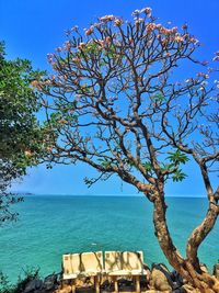 Tree by sea against clear sky