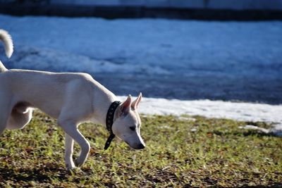 Dog standing on field by sea