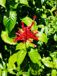 Close-up of red flowering plant