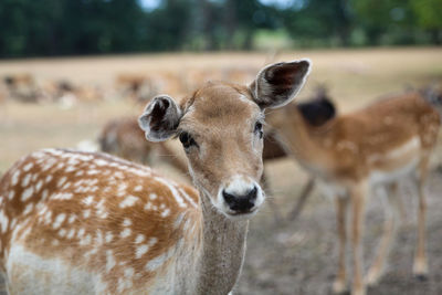 Portrait of an animal on field