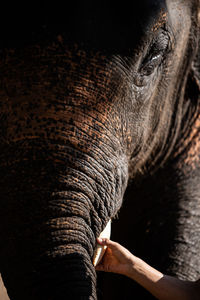 Close-up of elephant