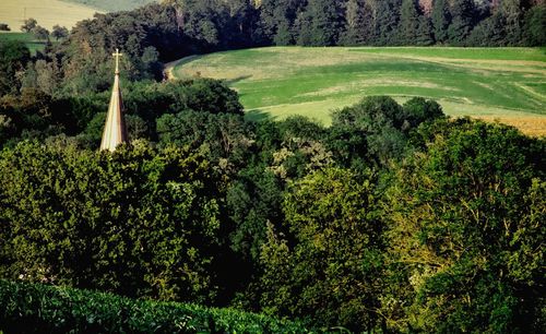 Scenic view of grassy field