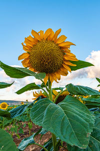 Close-up of sunflower against sky