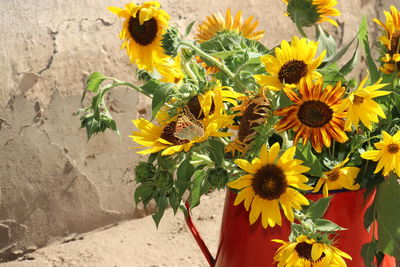 Close-up of sunflower