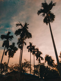 Low angle view of palm trees against sky