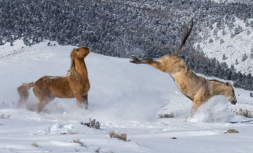 View of two horses on snow covered land