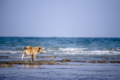 Dog running at beach