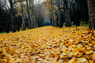 Dirt road amidst trees during autumn