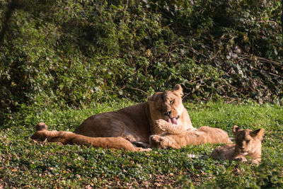 Cat lying on grass