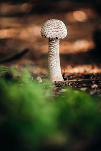 Close-up of mushroom growing on field
