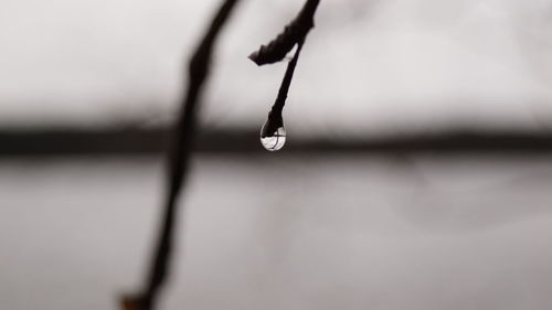 Close-up of wet plant