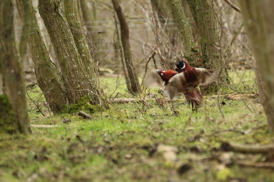 Dog running on field