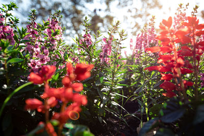 Close-up of red flowering plants