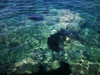 High angle view of turtle in sea