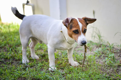 Dog standing in field