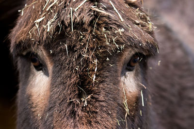 Close-up of a horse