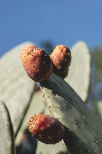 Close-up of fresh fruits on cactus against blue sky