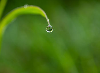 Close-up of raindrops on leaf