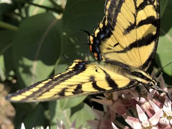 Western tiger swallowtail feeds on flowers