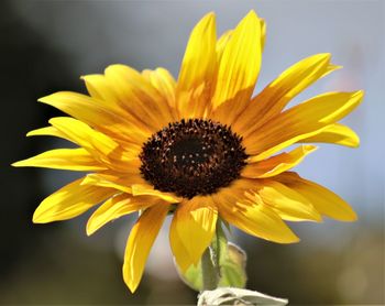 Close-up of sunflower