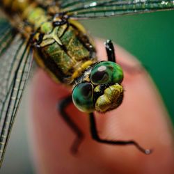 Close-up of fly