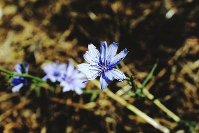 Close-up of purple flower blooming against blue sky