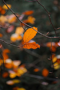 autumn