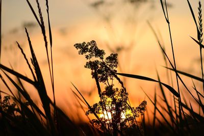 Close-up of silhouette plants against sky during sunset