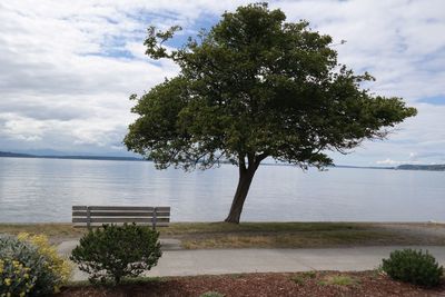 Tree by bench by sea against sky