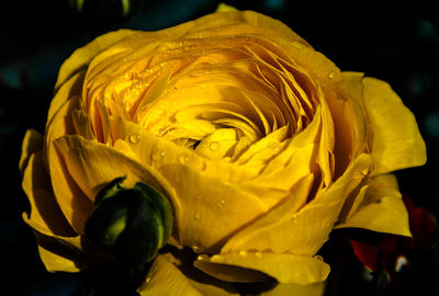 Close-up of wet yellow rose